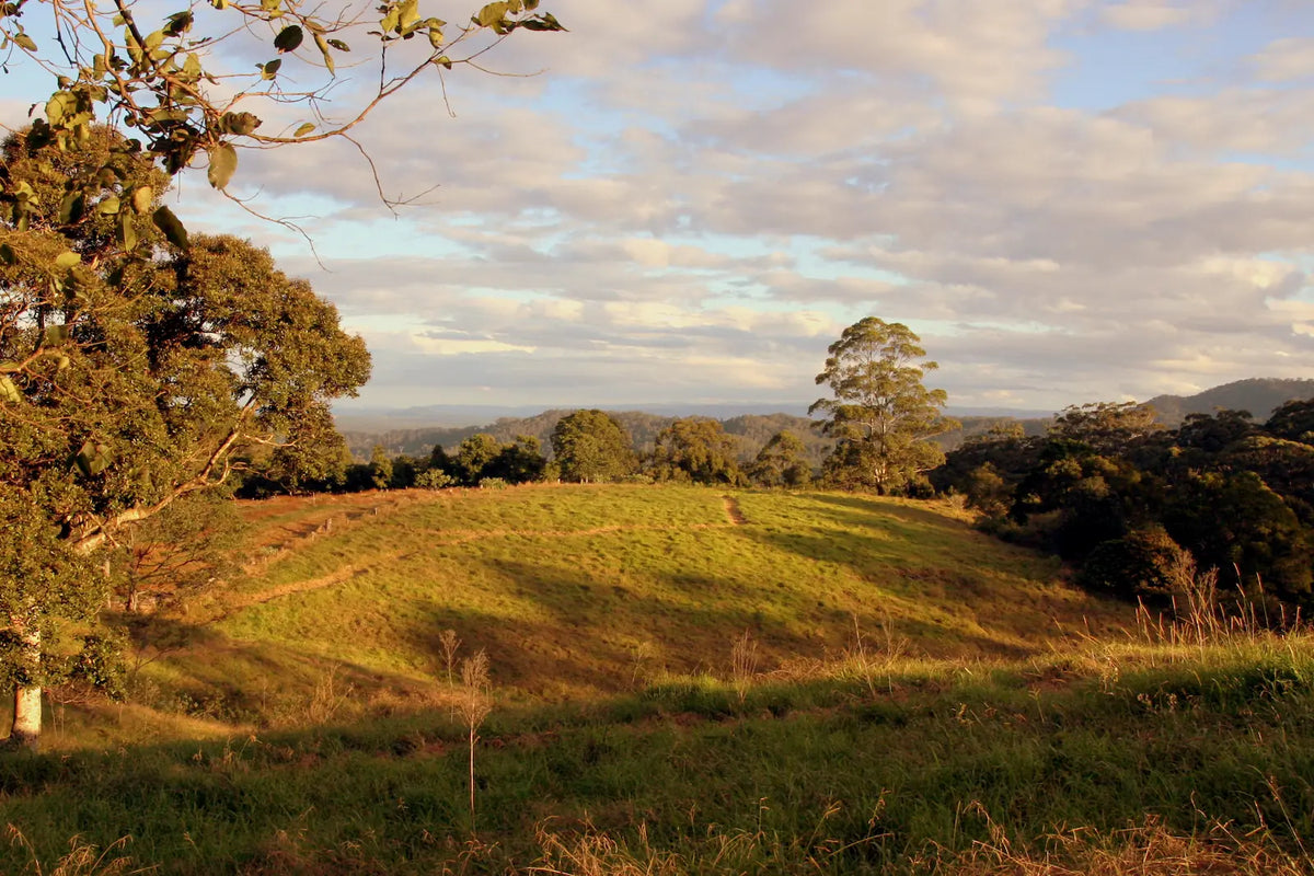 Four Cow Farm Our Farm Is Nestled In the sunshine coast hinterland, queenland australia