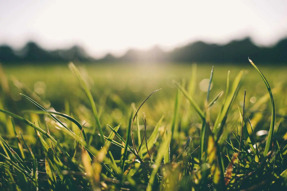 Four Cow Farm Skincare Sustainably Made