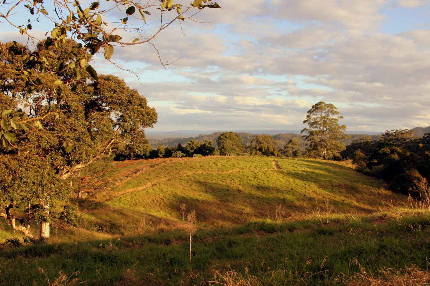 Four Cow Farm Australia