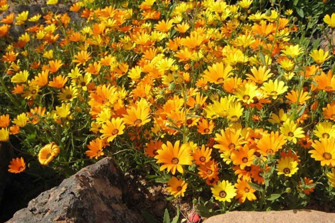 Calendula skincare range made from calendula petal infused extra-virgin olive oil by four cow farm