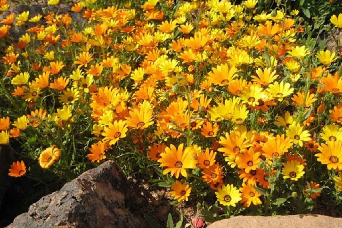 Calendula skincare range made from calendula petal infused extra-virgin olive oil by four cow farm