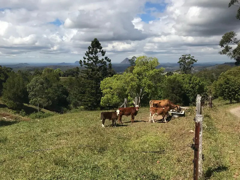 Four Cow Farm View with 4 Cows