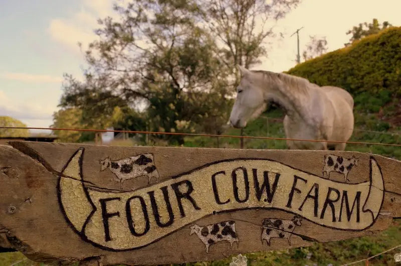 Horse at the gate to Four Cow Farm